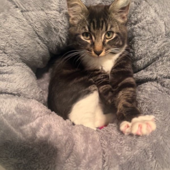 Photo of George ** 2nd Chance Cat Rescue**