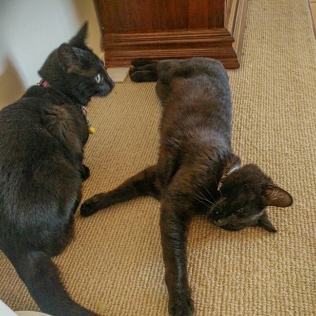 Photo of Cas & Frankie