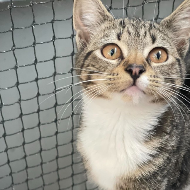 Photo of Kizzi **2nd Chance Cat Rescue**