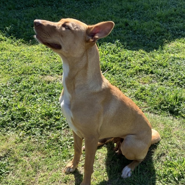 Photo of Sadie