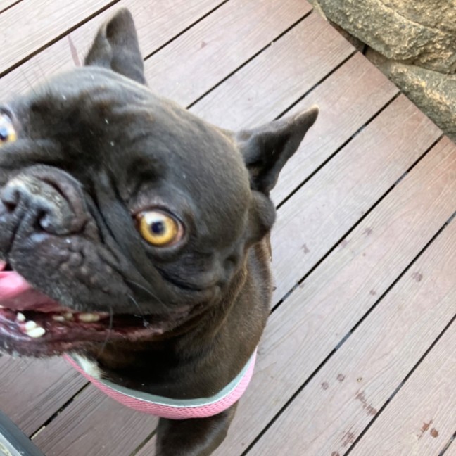 Photo of Stella 