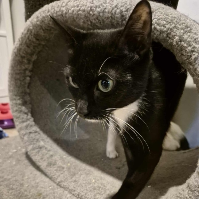 Photo of Martina Hingis **2nd Chance Cat Rescue**