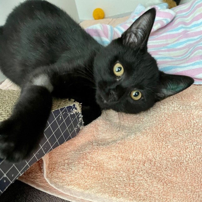 Photo of Earhart *Meet Me At Petstock Kingsford*