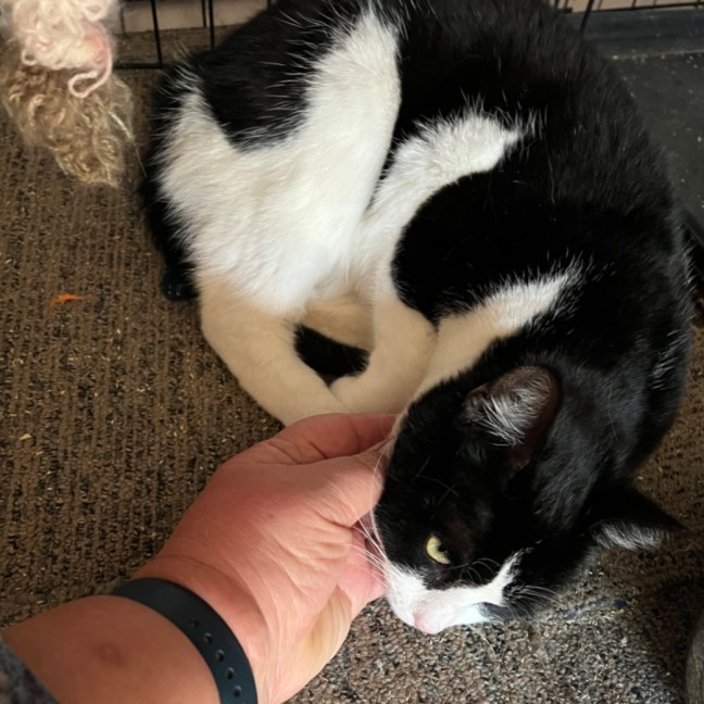 Photo of Felix   Can Transport To You