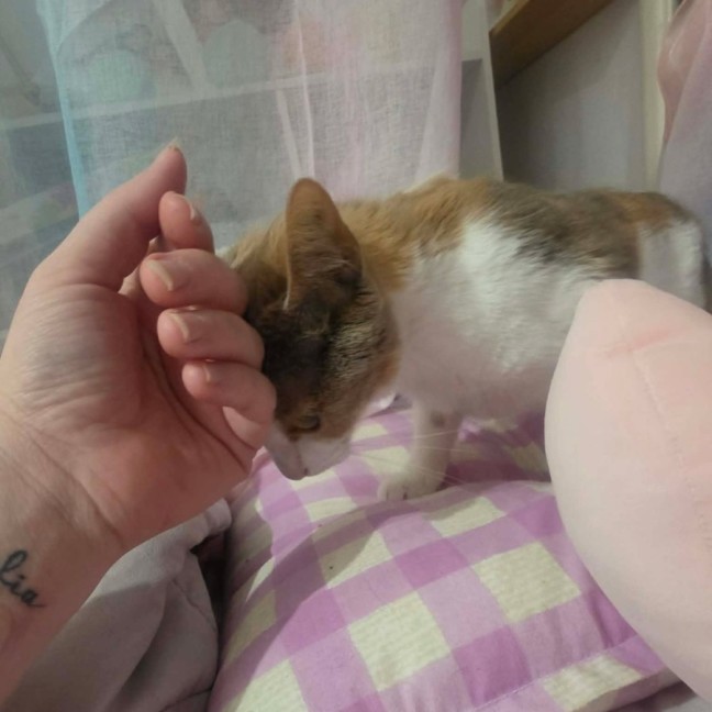 Photo of Cookie