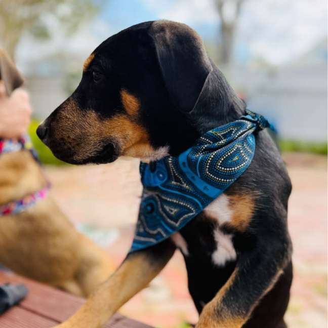 Photo of Axel
