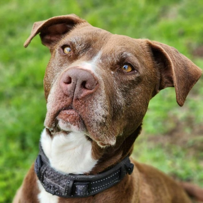 Photo of 🥓 Eazy 6370 🥓