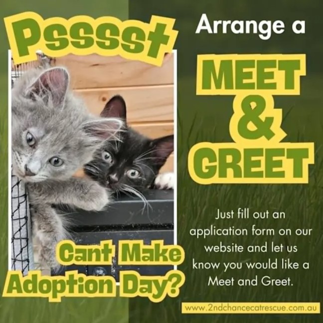 Photo of Cinna**2nd Chance Cat Rescue**