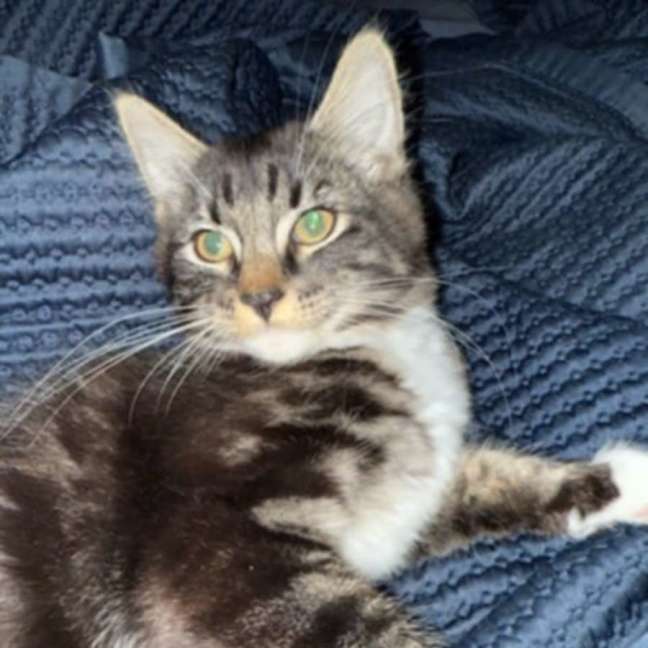 Photo of George ** 2nd Chance Cat Rescue**
