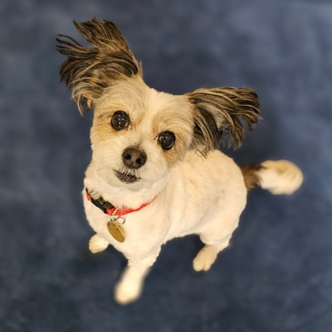 Photo of Senorita