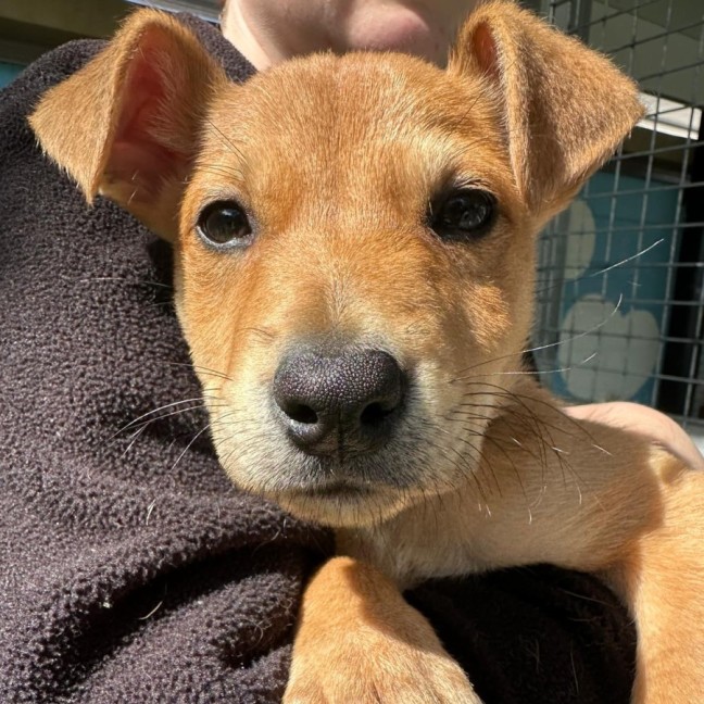 Photo of D1163 Gordo