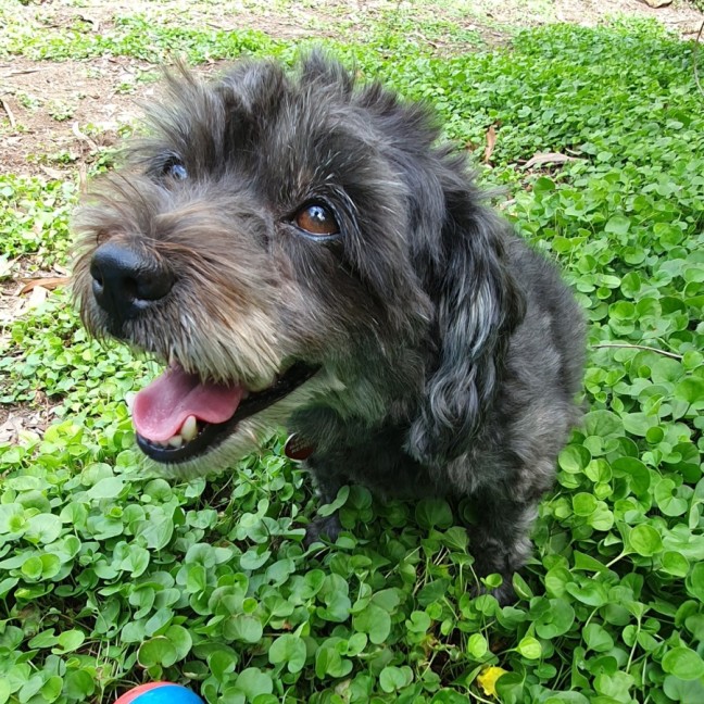Photo of Bramble