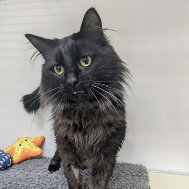 Photo of 🍝 Merlin 6510 🍝