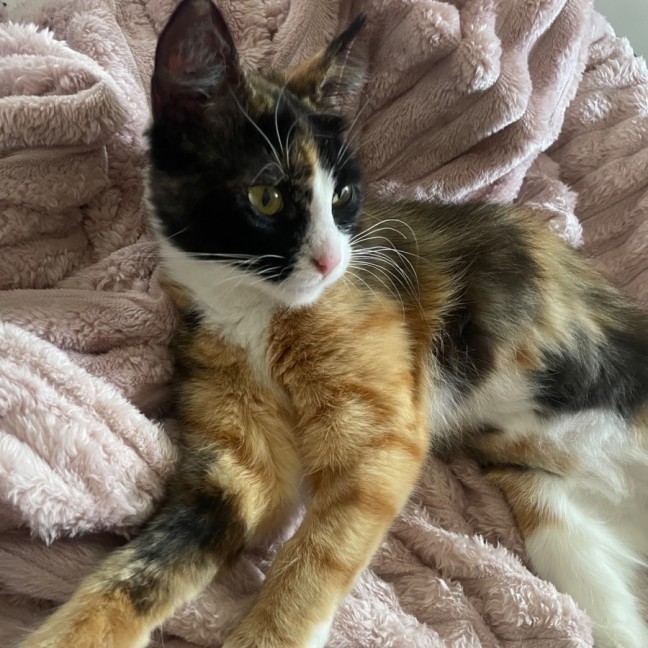 Photo of Marble   Meet Me @ Petstock Prahran