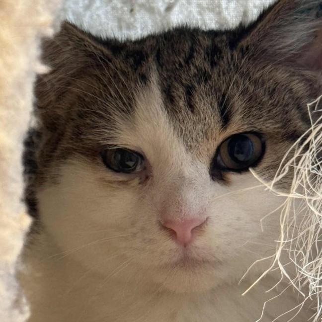 Photo of Brett **2nd Chance Cat Rescue**