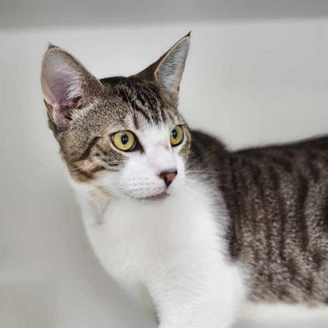 Photo of 🧶 Vinny 5861 🧶