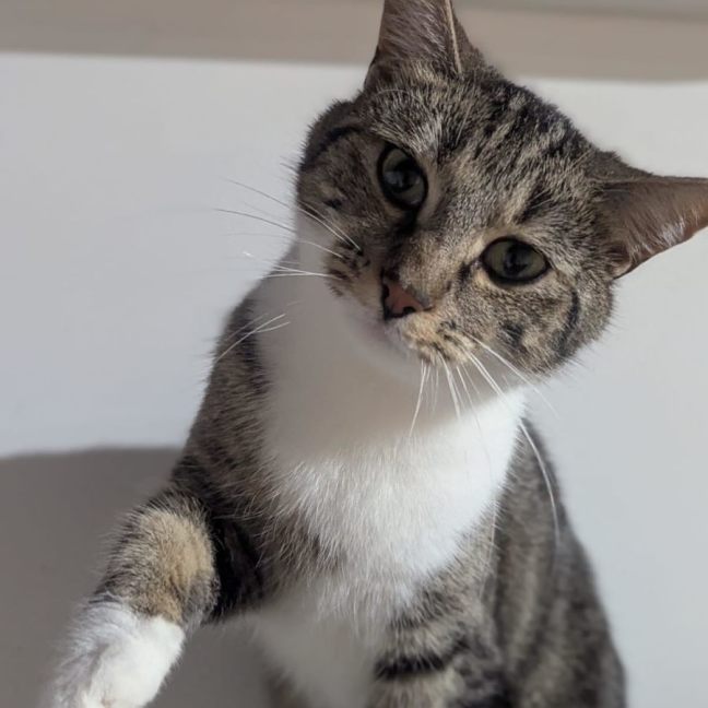 Photo of 🐭 Styx 🐭