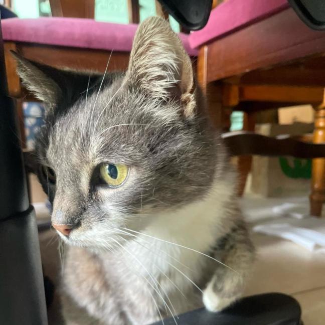 Photo of Penny