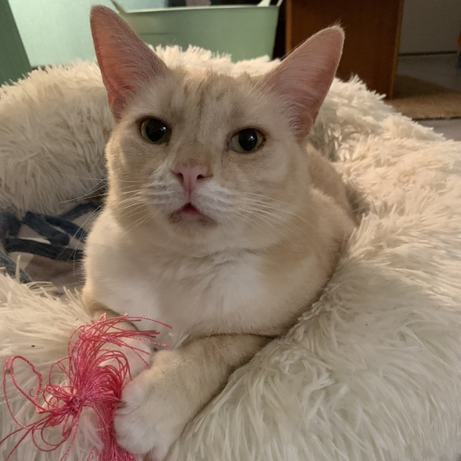 Photo of Finnegan