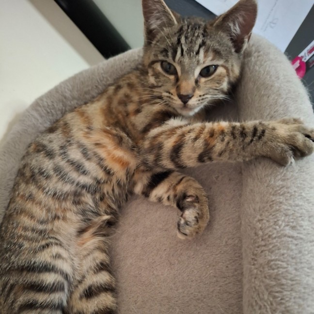Photo of Penny