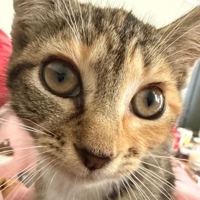 Photo of Feijoa (Fifi)