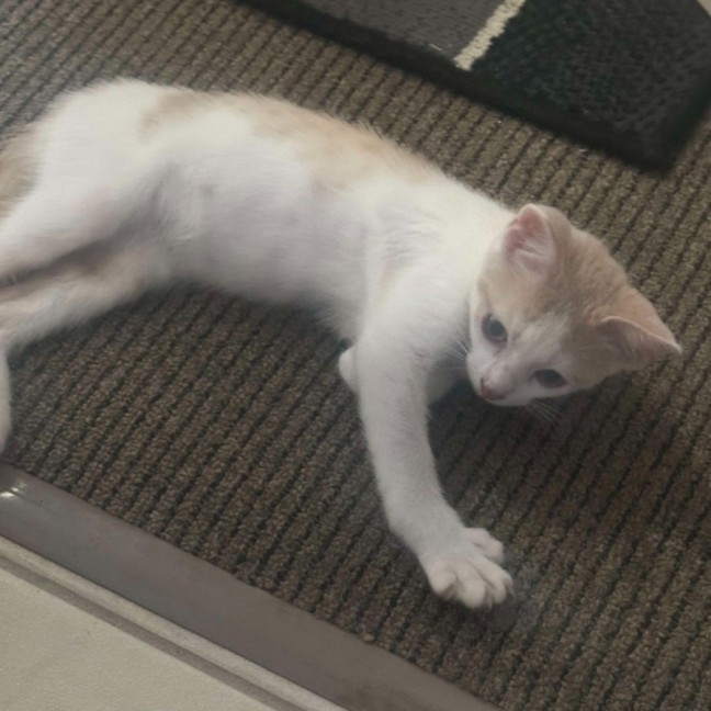 Photo of Apollo