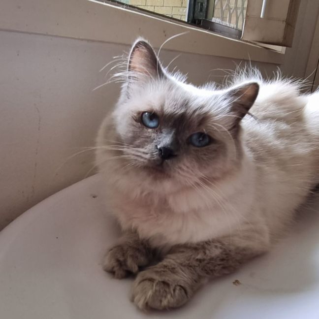 Photo of Mellow