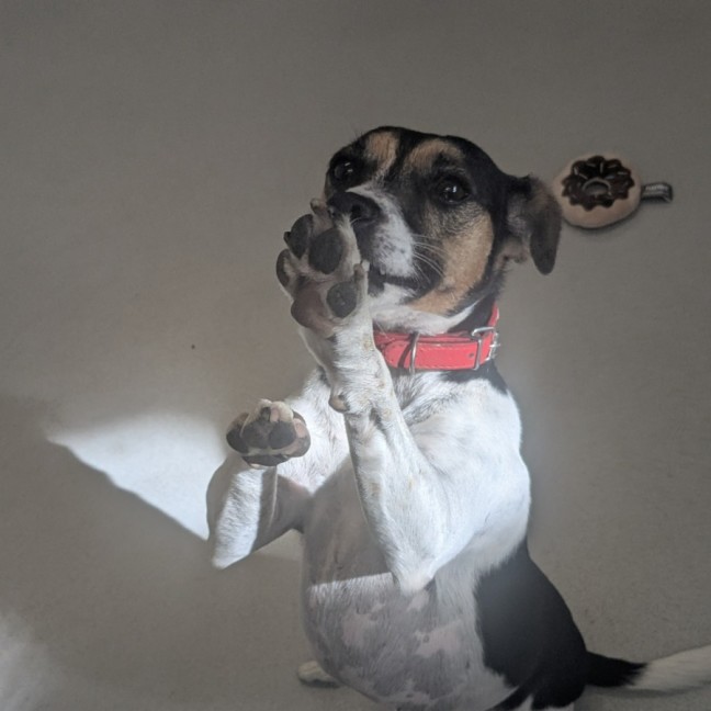 Photo of 🦋 Myrtle 5988 🦋