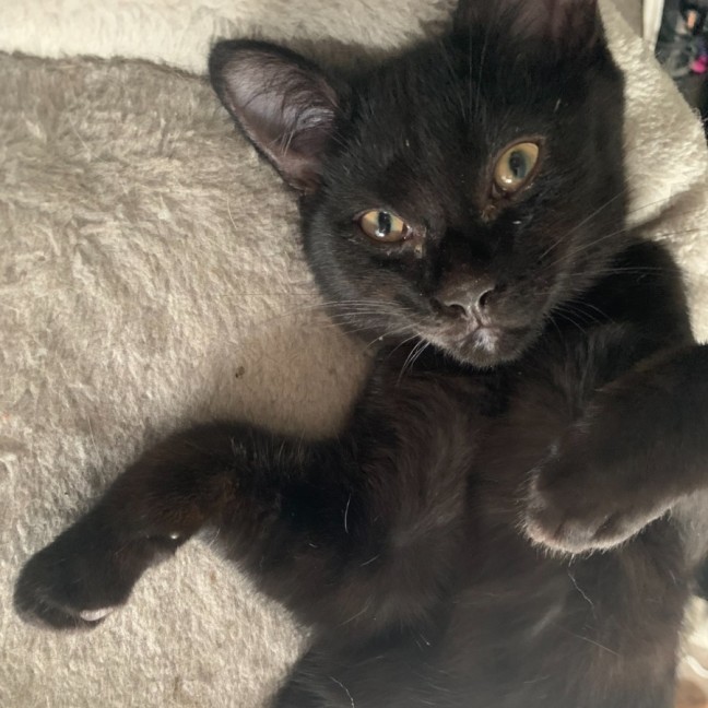 Photo of Kenickie (Nickie)