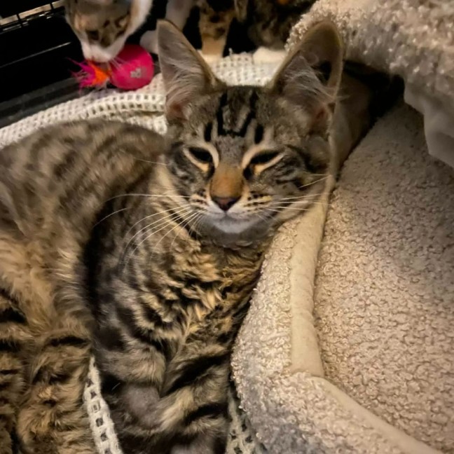 Photo of Tommy *9 Lives Project Rescue*