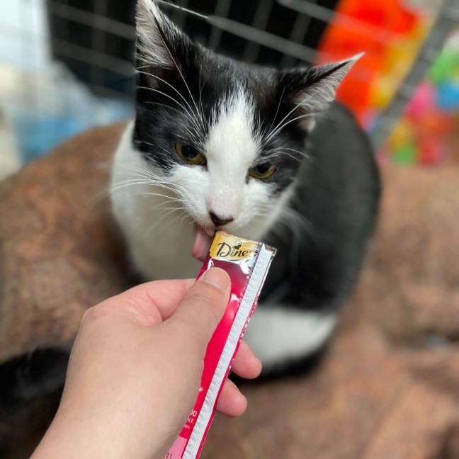 Photo of Magpie **2nd Chance Cat Rescue**