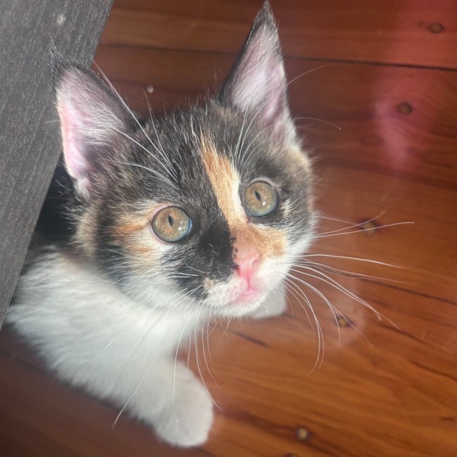 Photo of Champagne And Oj