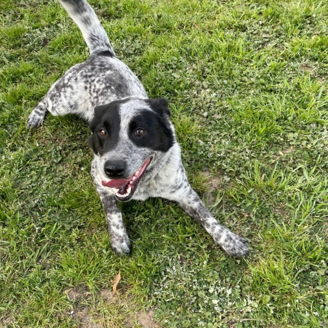 Photo of Digger