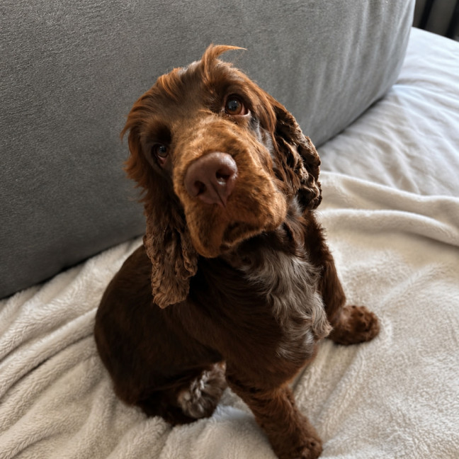 Photo of Remmi