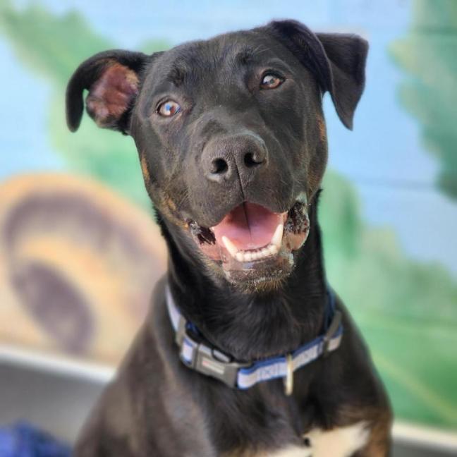 Photo of ⚽ Scrappy Doo 6610 ⚽