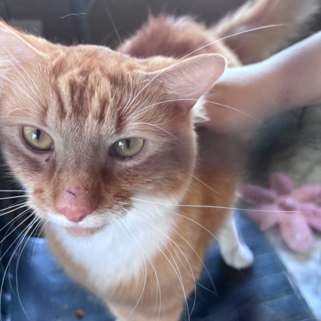 Photo of Milo