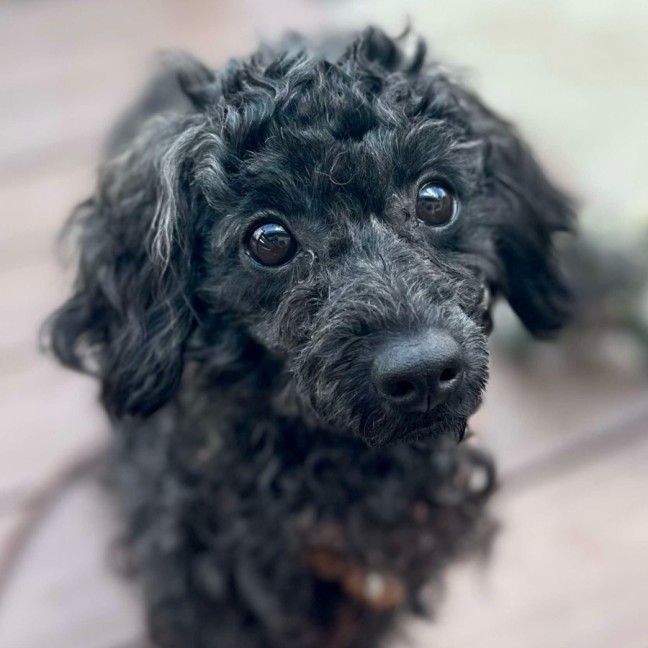 Photo of Poppy