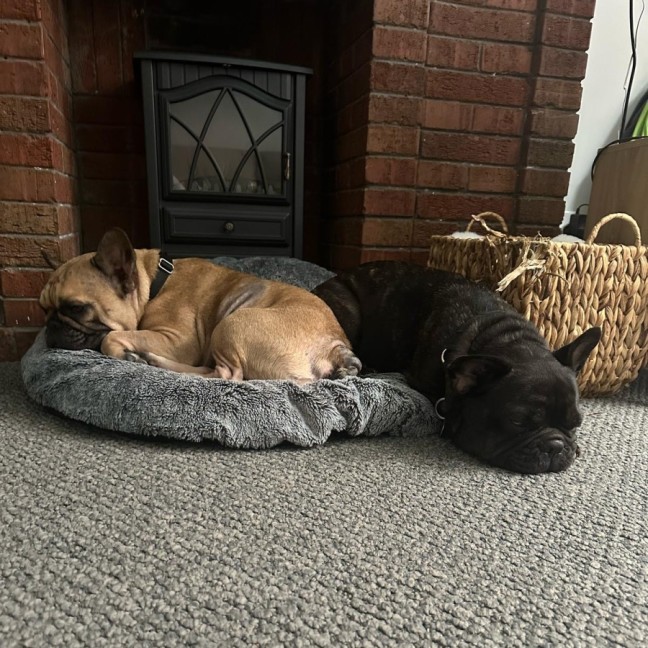 Photo of Java And Riley