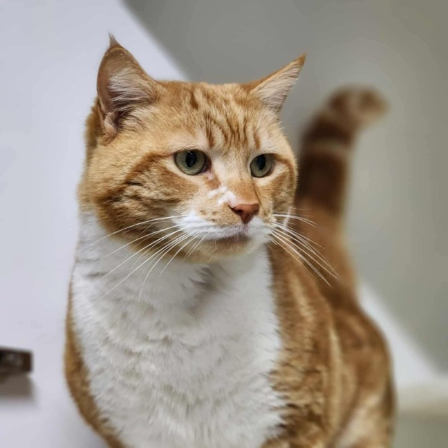 Photo of 🍝 Maccaroni 6402 🍝