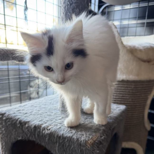 Photo of Meringue