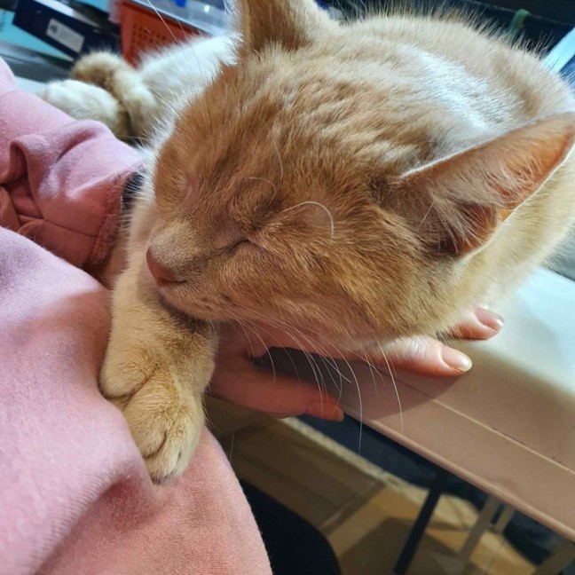 Photo of Taka **2nd Chance Cat Rescue**