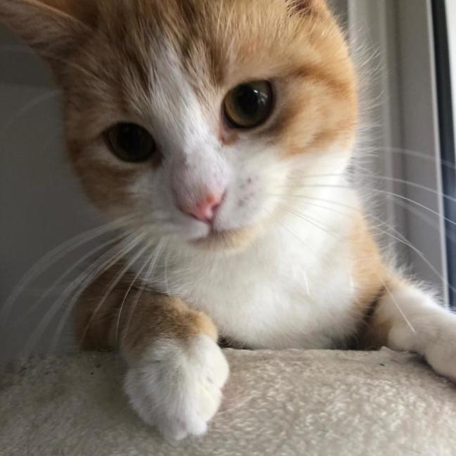 Photo of Cheeto