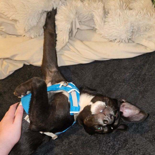 Photo of Wren