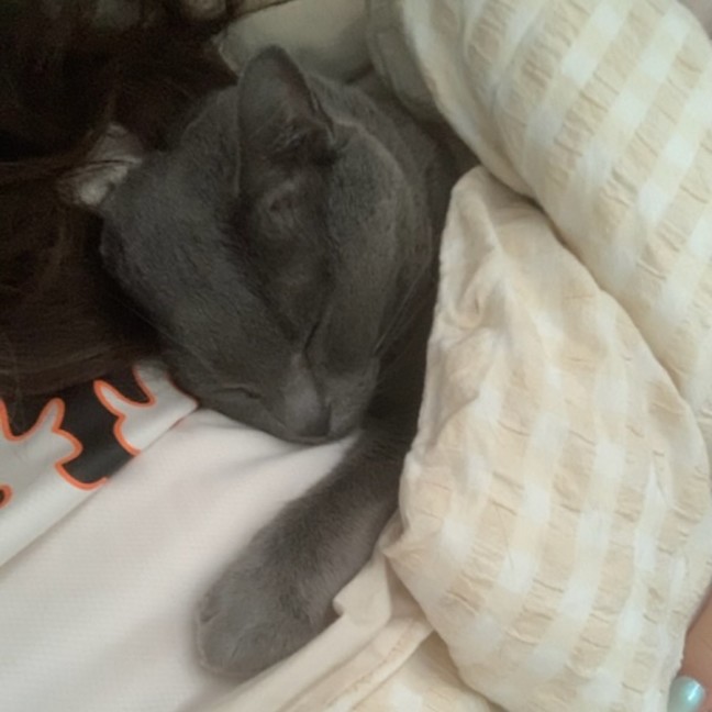 Photo of Charlie   Urgent   Foster Home Needed