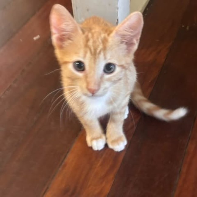 Photo of Fern