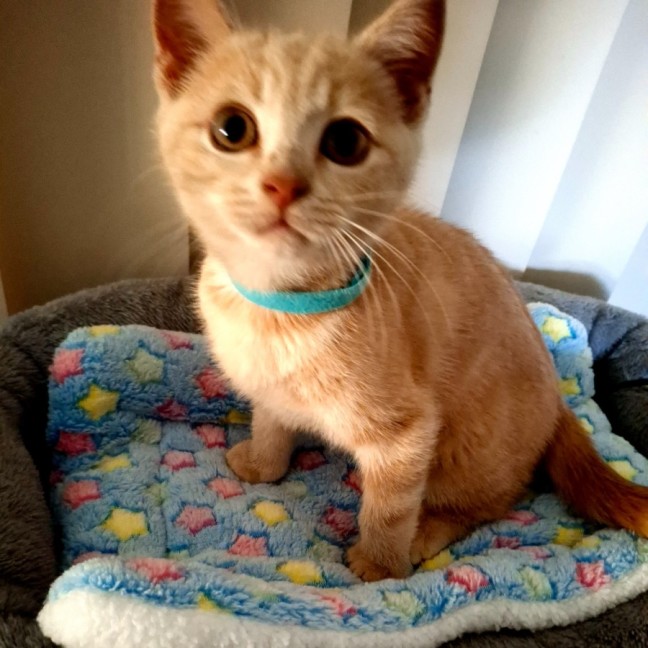 Photo of Archie