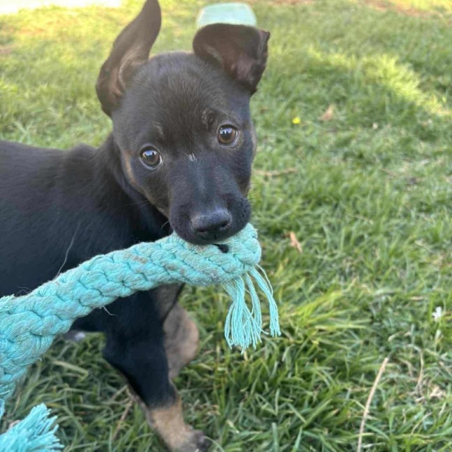 Photo of Oscar