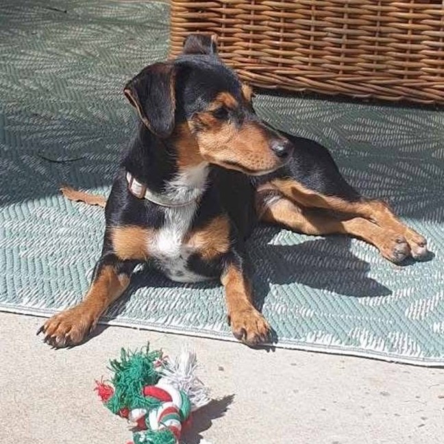 Photo of Sleigh Bells
