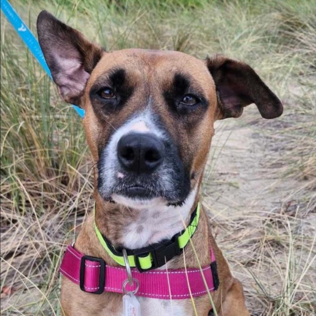 Photo of Hungry Hungry Hippo