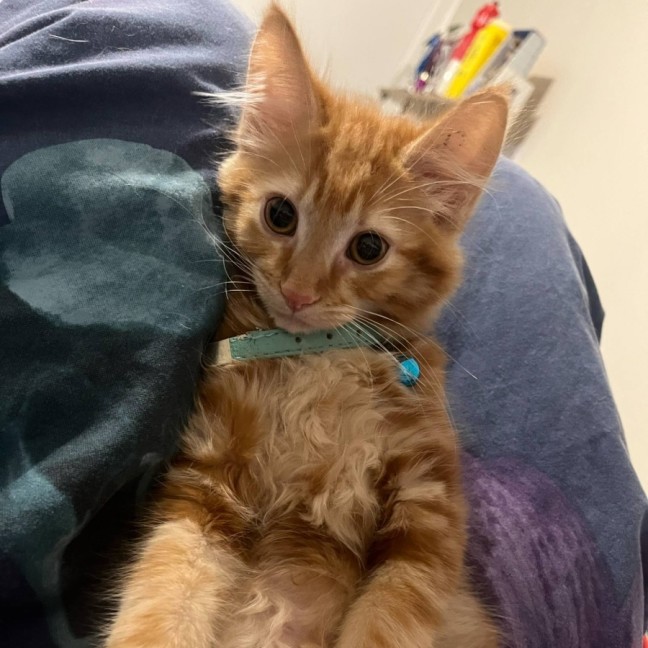 Photo of Mufasa   Located In Pakenham